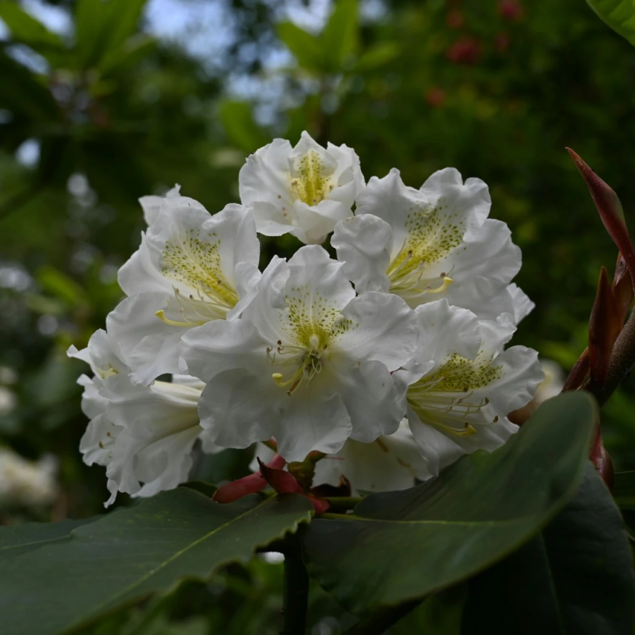 hemsleyanum x ungernii